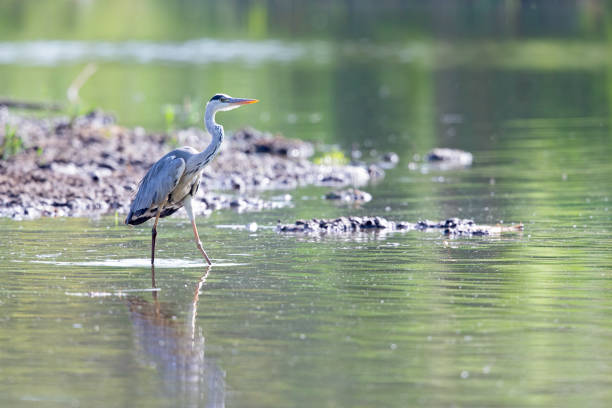 istock A grey heron foraging in a lake in Berlin Germany 1291951788
