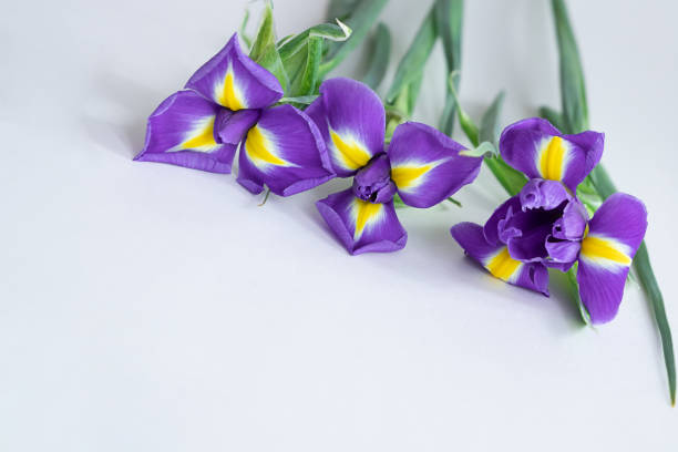 istock Blooming purple iris flowers on white. Spring flowers 1291952747
