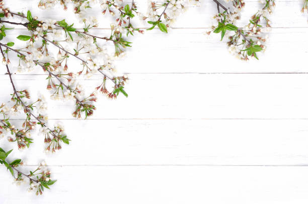 istock Fresh cherry flowers on white painted wooden planks. Copy space 1291953540