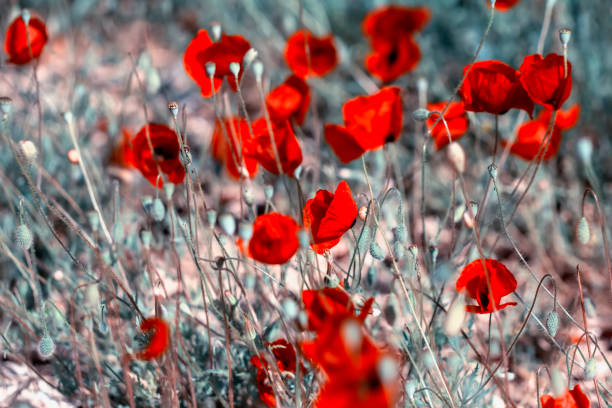 istock Macro shot of field flowers 1291954599