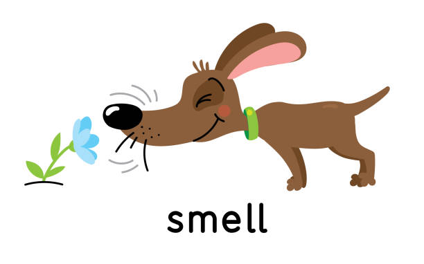 ilustraciones, imágenes clip art, dibujos animados e iconos de stock de un perro huele una flor. cinco sentidos. olor - resoplar