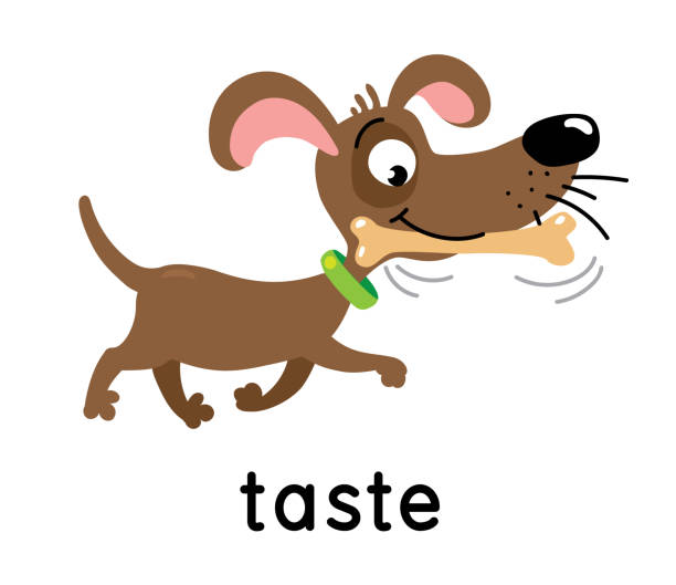 ilustraciones, imágenes clip art, dibujos animados e iconos de stock de el perro lleva un hueso. cinco sentidos. gusto - resoplar