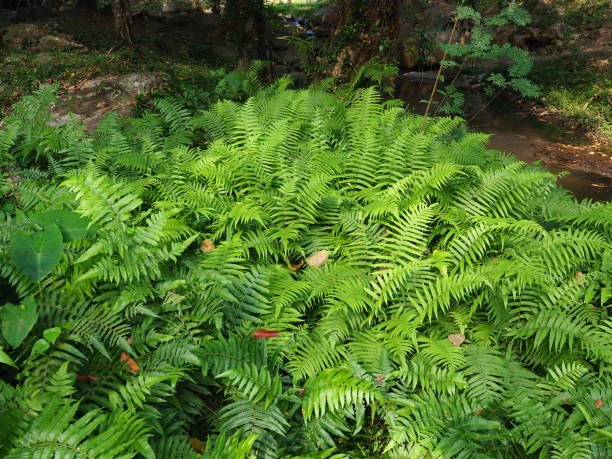 istock Green leaf fern in rainforest 1291956443