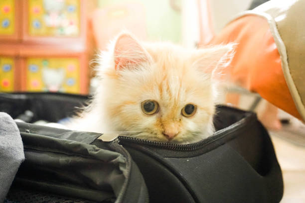 istock a kitten hiding in the suitcase 1291956503