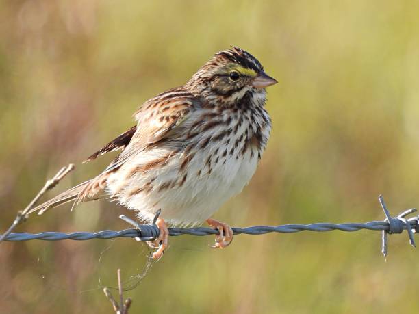 passero di savannah (passerculus sandwichensis) arroccato su filo spinato in florida - passerculus sandwichensis foto e immagini stock