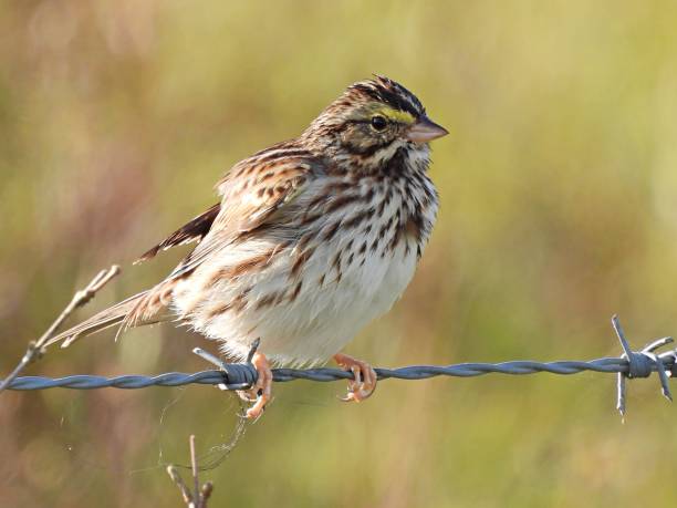 savannah sparrow (passerculus sandwichensis) empoleirada em arame farpado na flórida - passerculus sandwichensis - fotografias e filmes do acervo