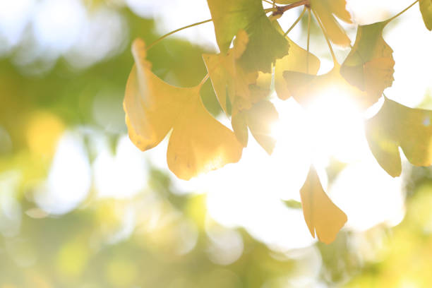 Travel concept. Travel wallpaper. Tour concept. Travel Destination. Golden autumn foliage. Yellow autumn leaves