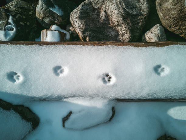 Animal tracks in the snow