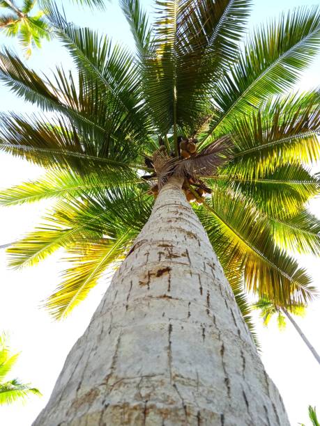 istock Coconut trees in the Raja Ampat islands 1291960970