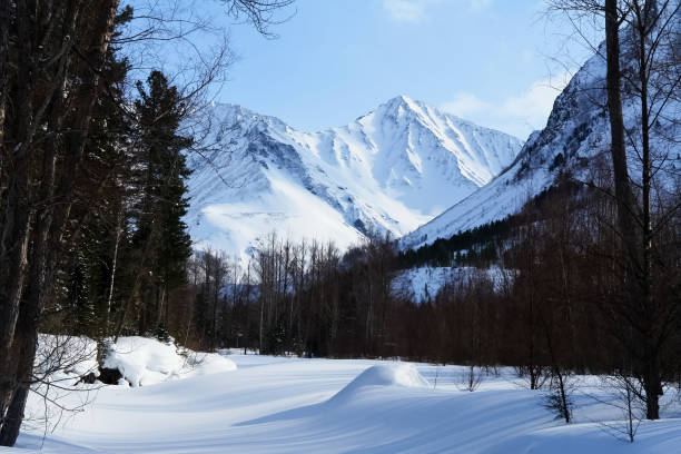 istock Taiga in snow on baikal. Forest in winter 1291961557