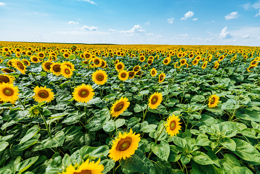 Sunflowers in summer - organic farming as new industry