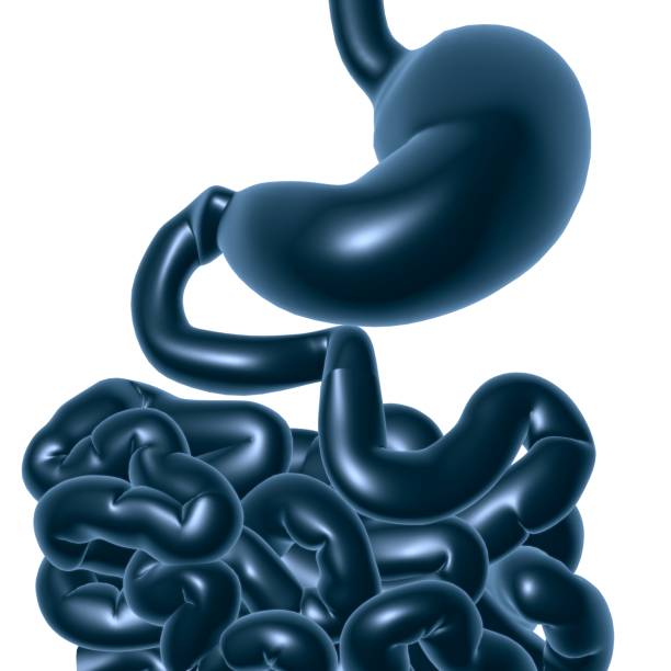 istock Stomach Anatomy Human Digestive System For Medical Concept 3D 1291962841