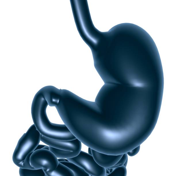 istock Stomach Anatomy Human Digestive System For Medical Concept 3D 1291962860