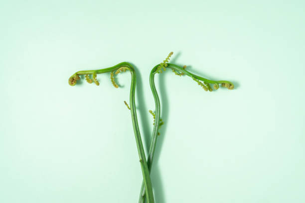 istock Creative concept of a fern on light green background 1291963843