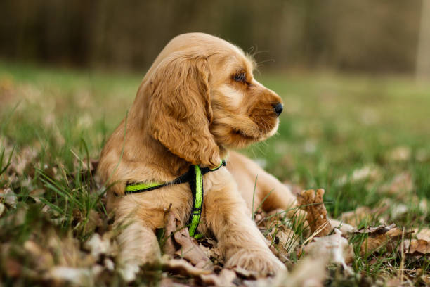 istock A cute puppy of golden cocker spaniel 1291964728