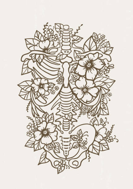 Human skeleton floral ribs poster pelvis bones torso human anatomy Human skeleton floral ribs poster pelvis bones torso human anatomy flower print nursing school anatomical silhouette wall art vector drawing of rib cage anatomy stock illustrations