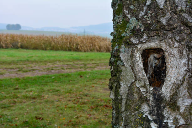 Tree cavity,  in nature with green meadow in the landscape