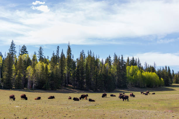 istock Bison in Grand Canyon National Park 1291967587