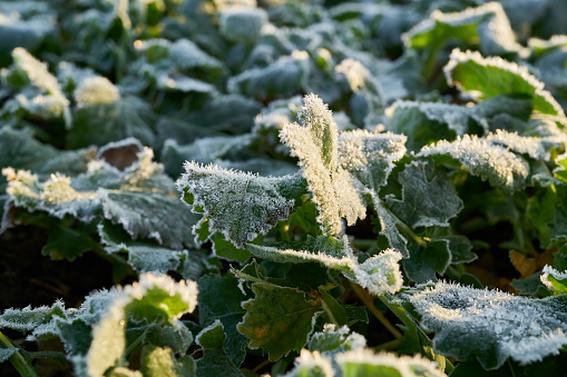 An oak leaf and grass is covered with morning hoar frost from a frigid fall night in Yosemite valley. An nature details image showing ice crystals on fall foliage and grass.