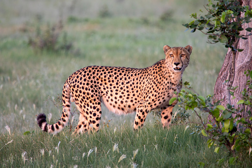 cheetah standing in a grassy clearing looking over shoulder while hunting