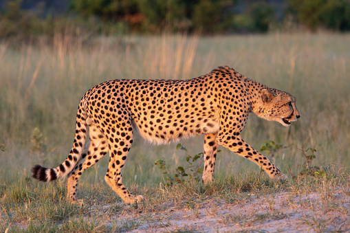 Cheetah pair in the Kalahari Desert of Namibia