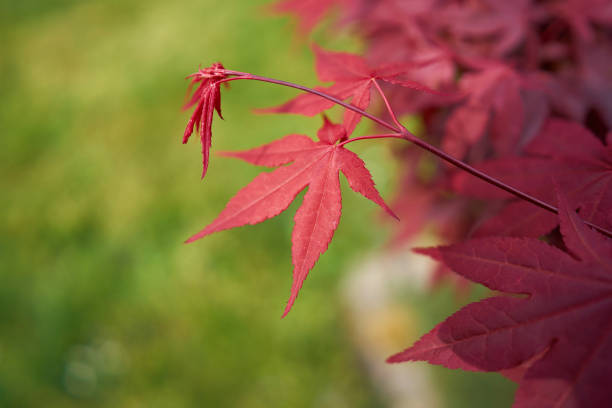 Leaves of a japanese maple (Acer palmatum 'Corallinum') with red autumn colouring in a park