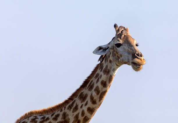 istock Giraffe with Ox-peckers 1291969539