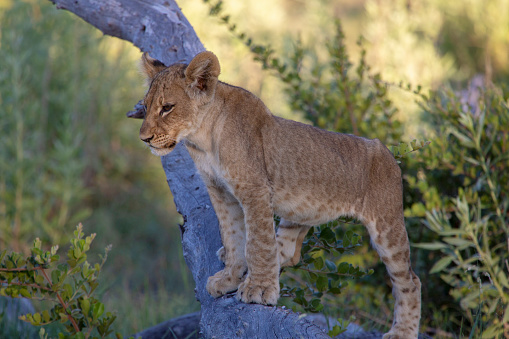 Lion Cub on a tree