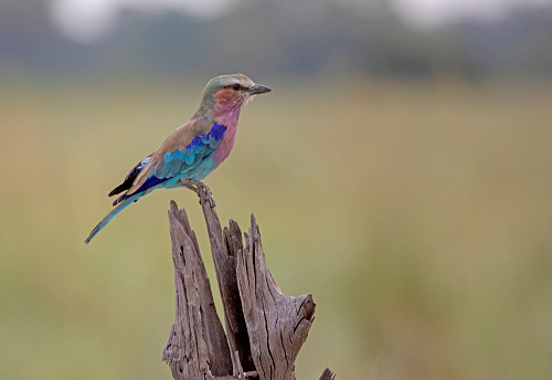 taken in the Okavango Delta