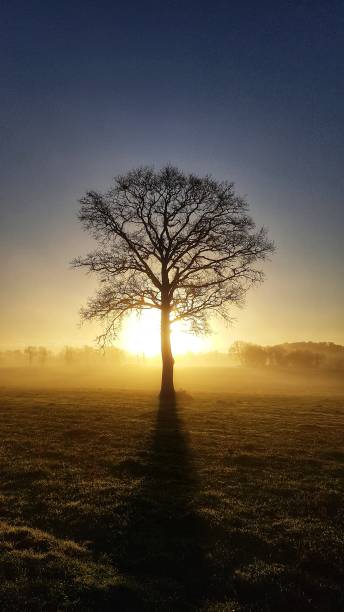 istock A tree in the middle of the field 1291969764