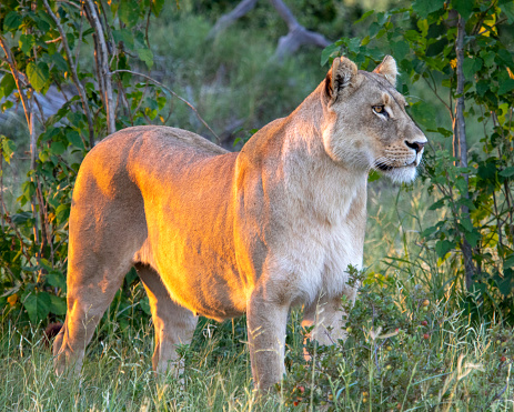 Lion (Panthera leo) male resting in Mashatu Game Reserve in the Tuli Block in Botswana