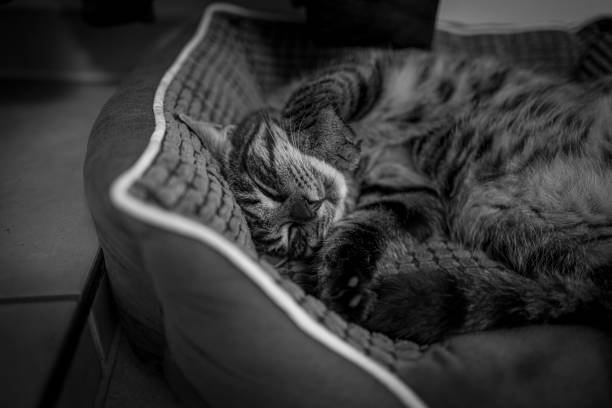 Sleeping grey tabby cat with head hidden under its paw, black and white image