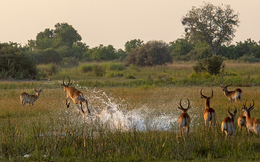 Taken in the Okavango Delta