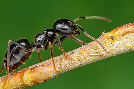 Black Carpenter Ant. Ants face photo macro Close-up. . Ant queen portrait.
