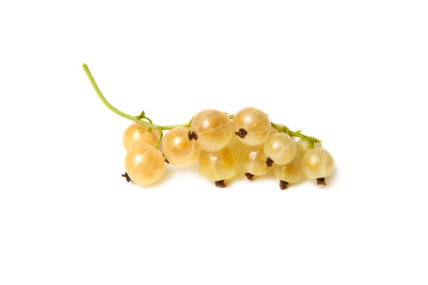 istock Some golden currants isolated on the white background 1291971100