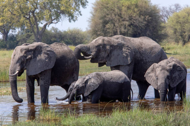 istock Elephants at the Water Hole 1291971266