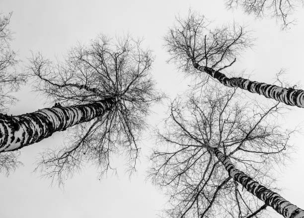 istock Autumn branches without leaves, black and white photo. 1291971372