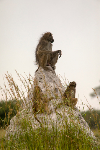 Portrait of guinea baboons.