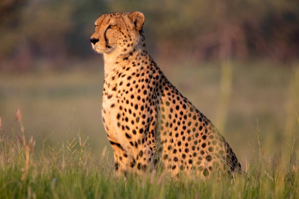 Watchful Cheetah stock photo