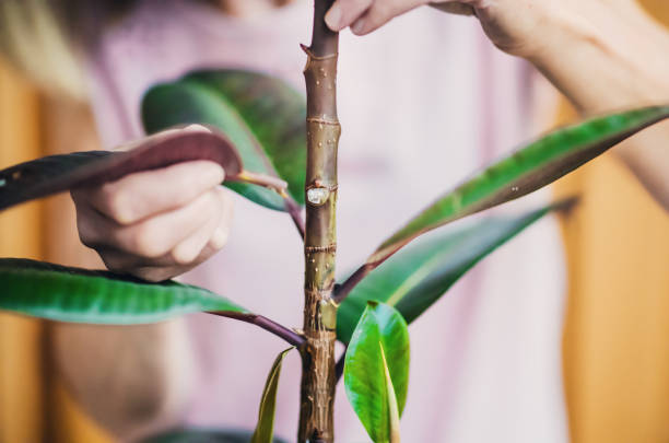 Rubber plant care and maintenance Woman removing a decayed leaf from a Rubber Plant. Rubber Plant stock pictures, royalty-free photos & images