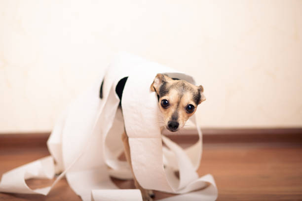 istock Canine diarrhea, constipation, indigestion, digestive problems, guilty sad puppy among toilet paper 1291974034