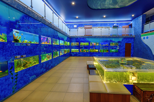 Chelyabinsk, Russia - December 06, 2018:  A room with aquariums of various blue fish. Interior with aquariums