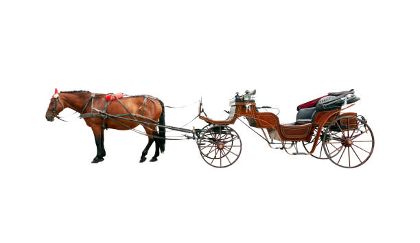 Brown horse and old classic open carriage coach Isolated on white Brown horse and old classic open carriage coach Isolated on white background chariot photos stock pictures, royalty-free photos & images