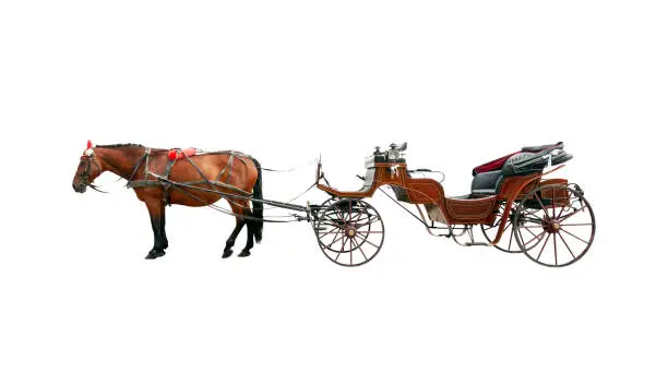 Brown horse and old classic open carriage coach Isolated on white background