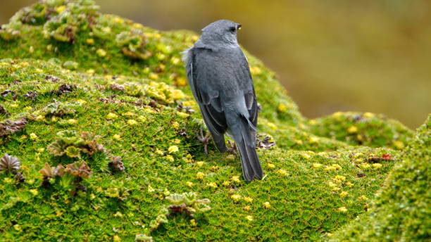 istock Plumbeous sierra finch 1291978018