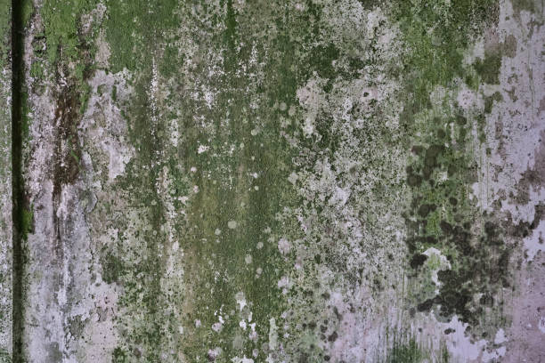 vieille texture grunge de mur - lichen photos et images de collection