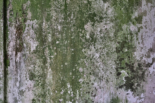 Old mossy wall grunge texture or background