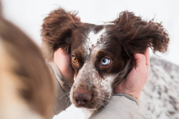 Womans hands holding chocolate spaniel face with different eyes in winter. close up. High quality photo
