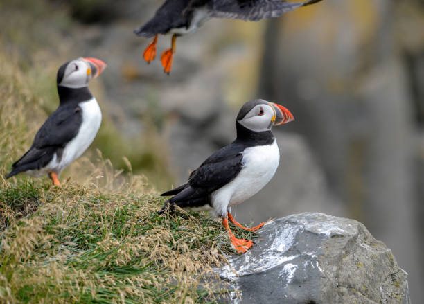 istock The Atlantic puffin, also known as the common puffin 1291980441