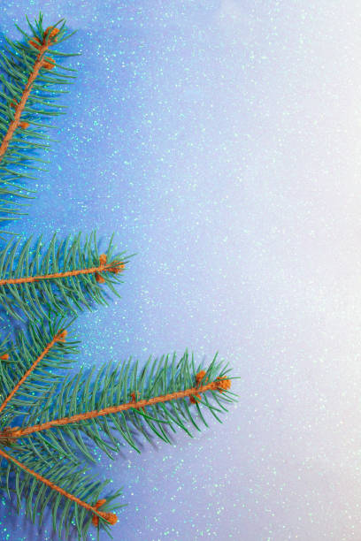 istock branch of blue spruce on shiny background. Copy space 1291981137